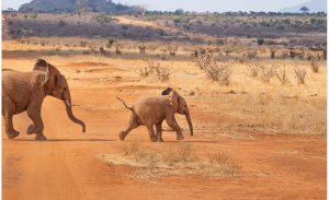 drones for wildlife management